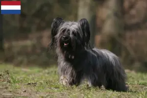 Read more about the article Skye Terrier breeders and puppies in the Netherlands
