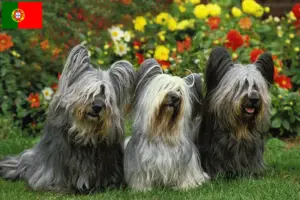 Read more about the article Skye Terrier breeders and puppies in Portugal