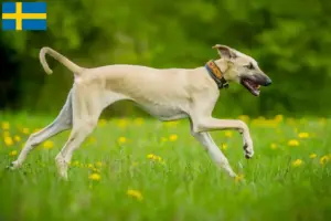 Read more about the article Sloughi breeders and puppies in Sweden