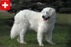 Read more about the article Slovensky Cuvac breeders and puppies in Switzerland