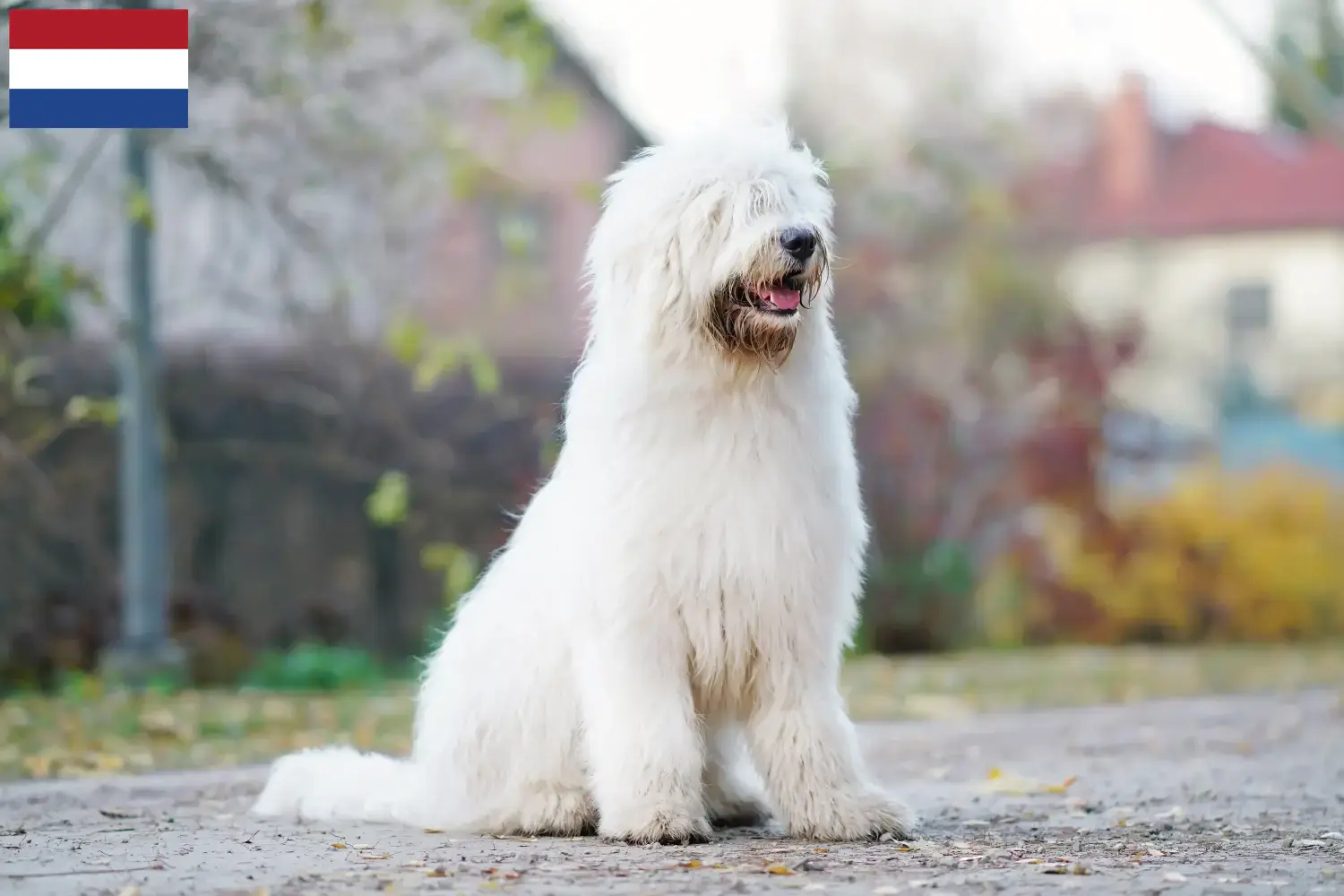 South Russian Ovtcharka puppies and breeders Netherlands Here you can find South Russian Ovtcharkas breeders in the Netherlands.