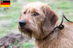 Read more about the article Styrian Rauhhaarbracke breeders and puppies in Rhineland-Palatinate