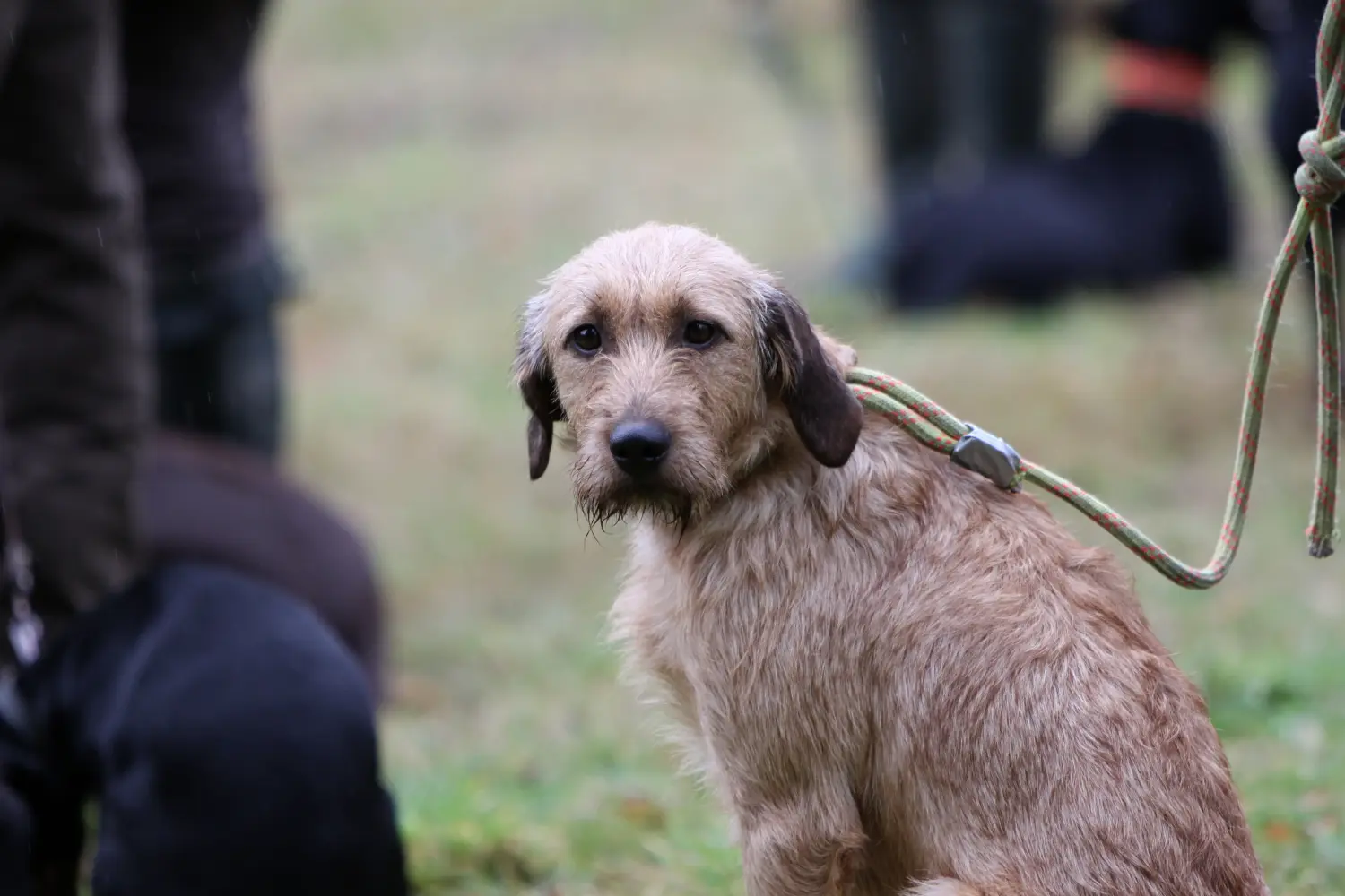 Buying a Styrian Wirehaired Hound puppy means taking responsibility! Buy Styrian Wirehaired Hound puppies.
