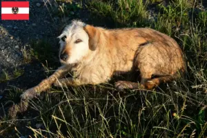 Read more about the article Styrian Roughcoat Breeder and Puppies in Austria