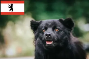 Read more about the article Swedish Lapphund breeder and puppies in Berlin