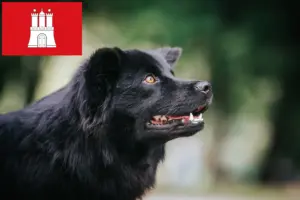 Read more about the article Swedish Lapphund breeder and puppies in Hamburg