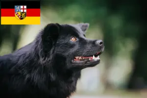 Read more about the article Swedish Lapphund breeders and puppies in Saarland