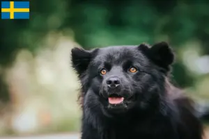 Read more about the article Swedish Lapphund breeders and puppies in Sweden