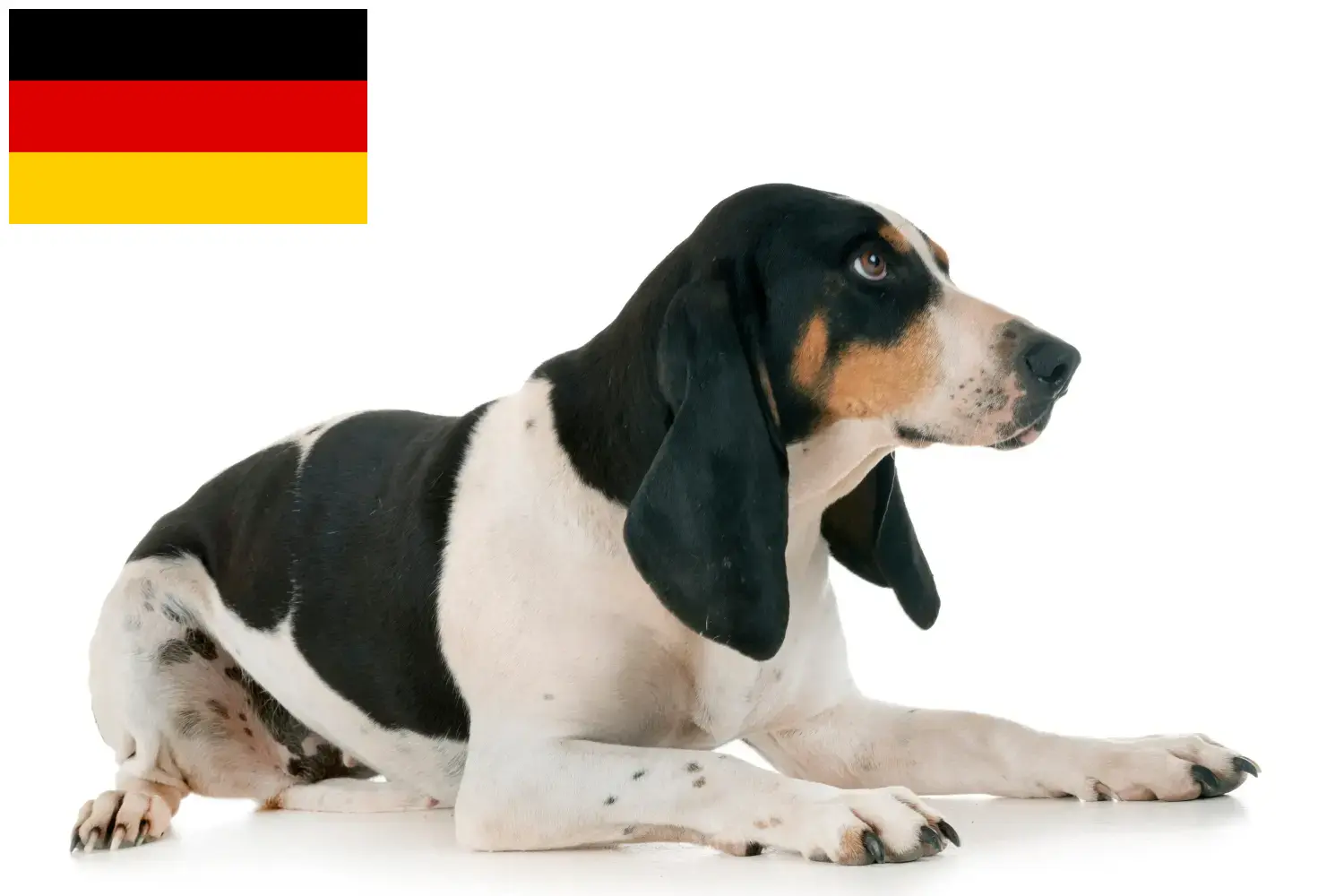 Read more about the article Swiss hound breeders and puppies in Germany