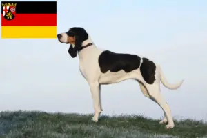 Read more about the article Swiss hound breeders and puppies in Rhineland-Palatinate