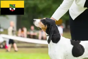 Read more about the article Swiss hound breeders and puppies in Saxony-Anhalt