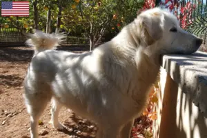 Read more about the article Akbash breeders and puppies in the USA
