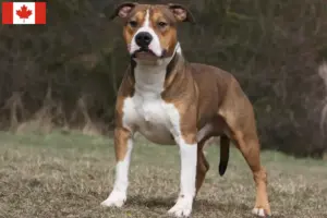 Read more about the article American Staffordshire Terrier breeders and puppies in Canada