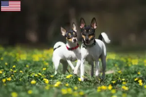 Read more about the article American Toy Terrier breeders and puppies in the USA