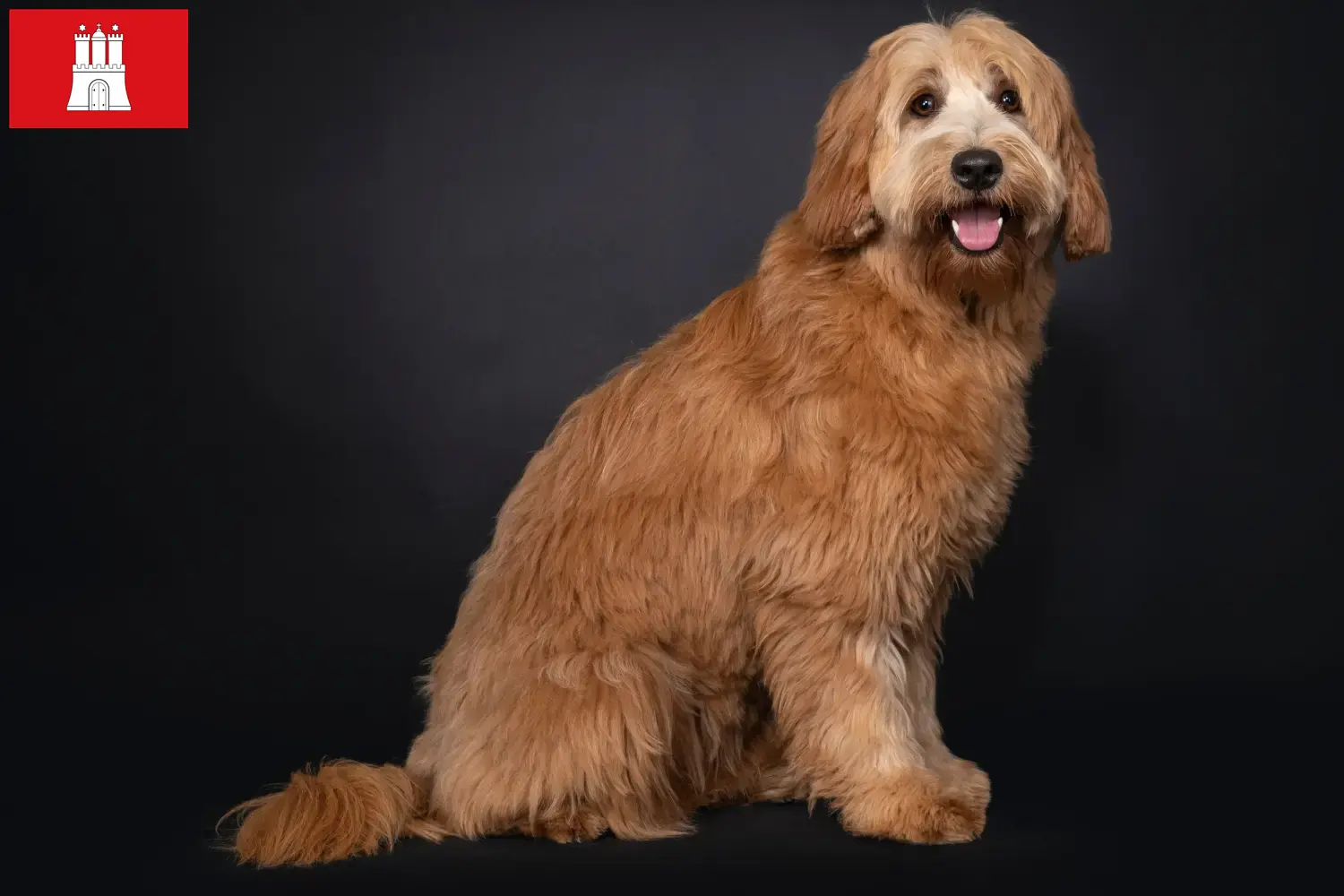 Read more about the article Australian Cobberdog breeders and puppies in Hamburg