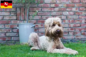 Read more about the article Australian Cobberdog breeders and puppies in Lower Saxony