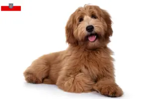 Read more about the article Australian Cobberdog breeders and puppies in Thuringia