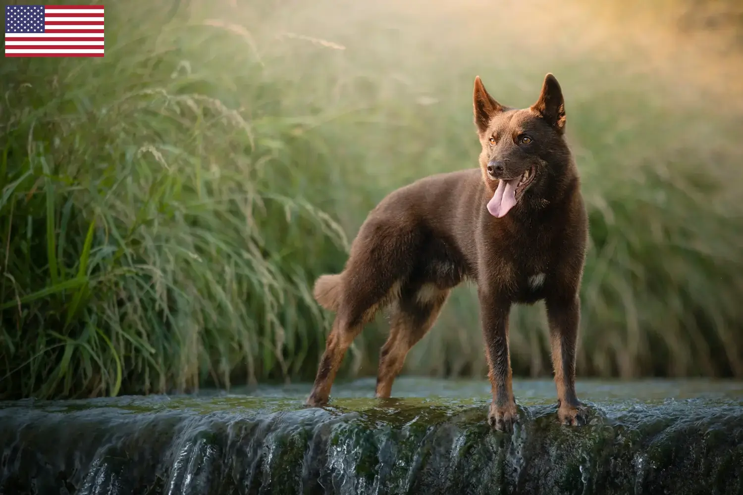 Australian Kelpie puppies and breeders USA Find Australian Kelpies breeders in the USA here.