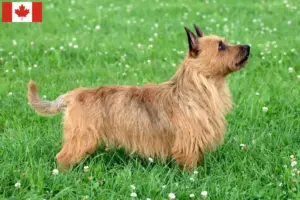 Read more about the article Australian Terrier Breeders and Puppies in Canada