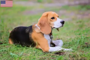 Read more about the article Beagle Harrier breeders and puppies in the USA