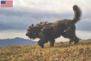 Read more about the article Bergamasco Shepherd Dog Breeders and Puppies in the USA