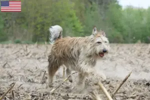 Read more about the article Berger de Picardie breeders and puppies in the USA
