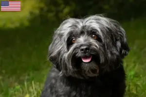 Read more about the article Bolonka Zwetna breeders and puppies in the USA