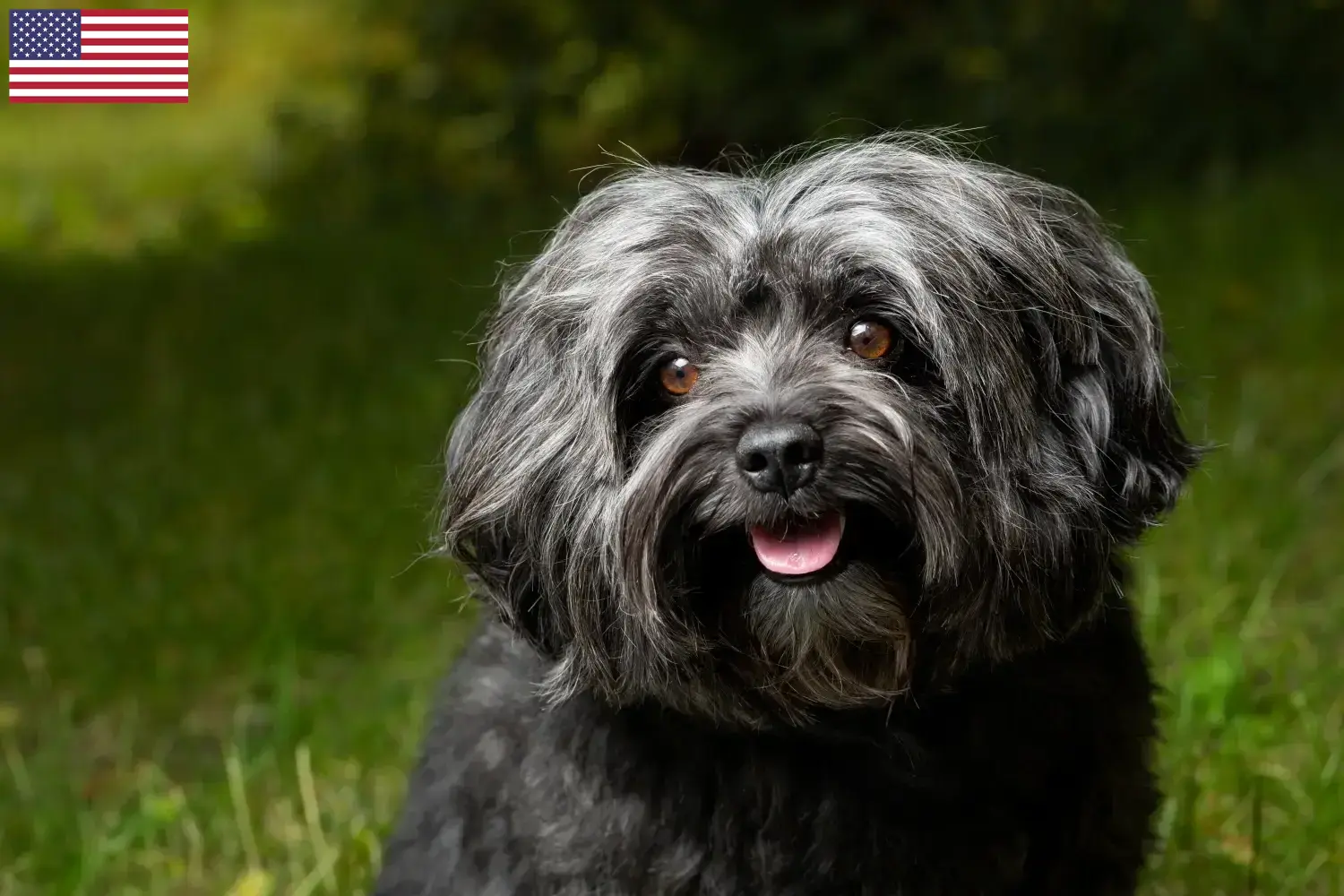 Read more about the article Bolonka Zwetna breeders and puppies in the USA