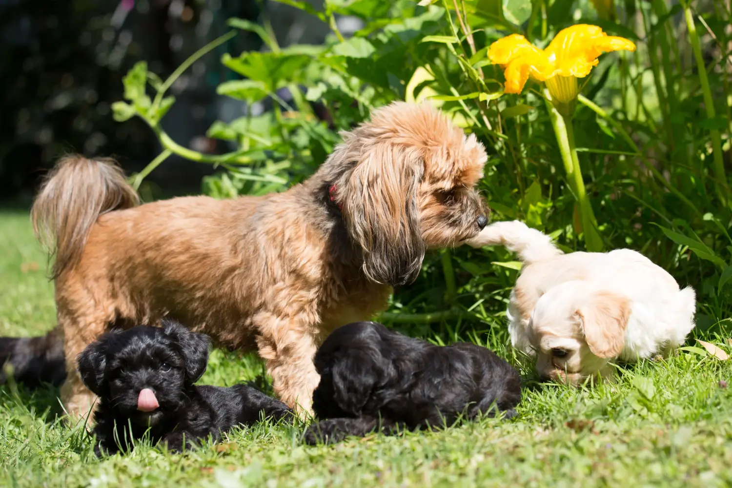 Buying a Bolonka Zwetna puppy means taking responsibility! Buy Bolonka Zwetna puppies.