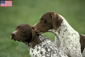 Read more about the article Braque français type Pyrénées breeders and puppies in the USA