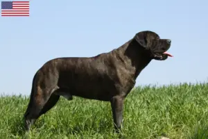 Read more about the article Bullmastiff breeders and puppies in the USA
