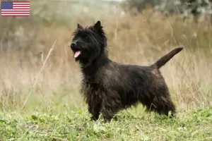 Read more about the article Cairn Terrier Breeders and Puppies in the USA