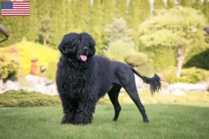 Read more about the article Cão de Agua português breeders and puppies in the USA