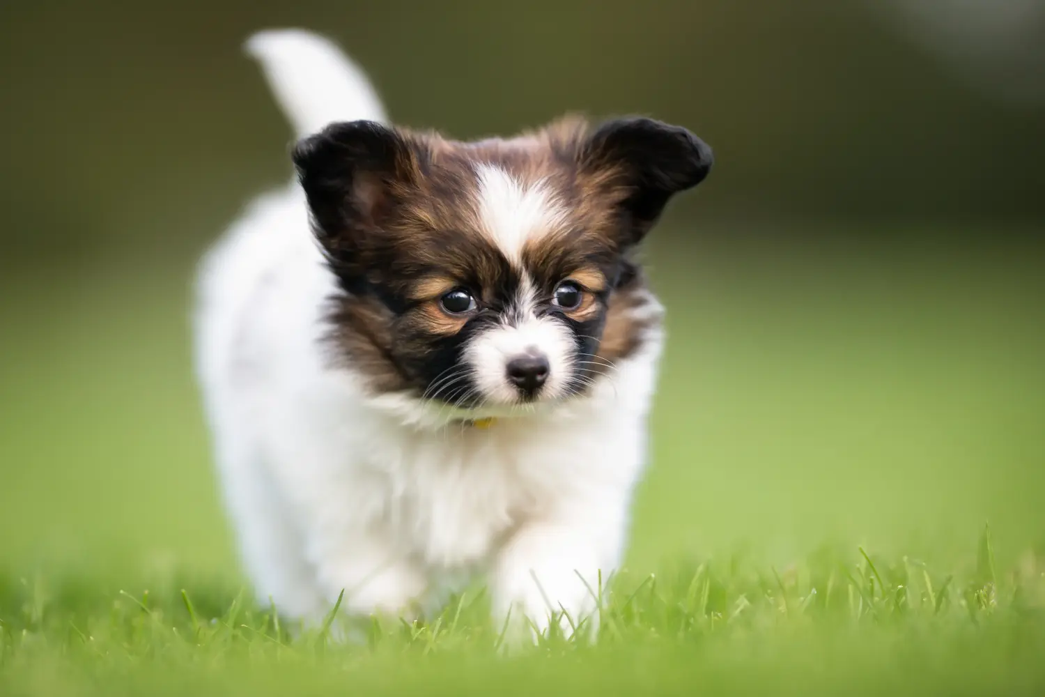 Buying a Continental Miniature Spaniel puppy means taking responsibility! Buy Continental Miniature Spaniel puppies.