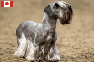 Read more about the article Czech Terrier Breeder and Puppies in Canada