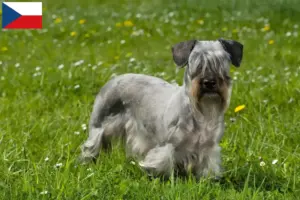 Read more about the article Czech Terrier Breeder and Puppies in Czech Republic