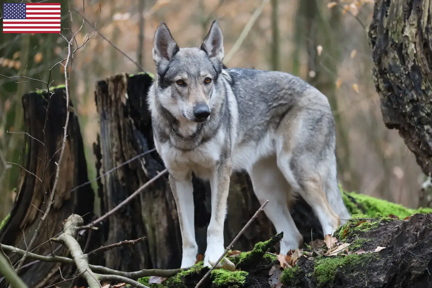 Czechoslovakian Wolfdog puppies and breeders USA Find Czechoslovakian Wolfdog breeders in the USA here.