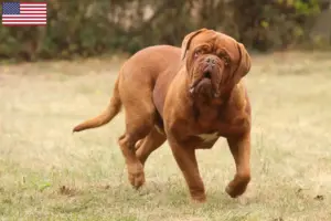 Read more about the article Dogue de Bordeaux breeders and puppies in the USA