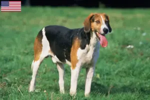 Read more about the article English Foxhound breeders and puppies in the USA