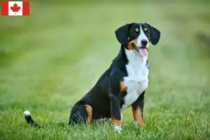 Read more about the article Entlebuch Mountain Dog Breeder and Puppies in Canada
