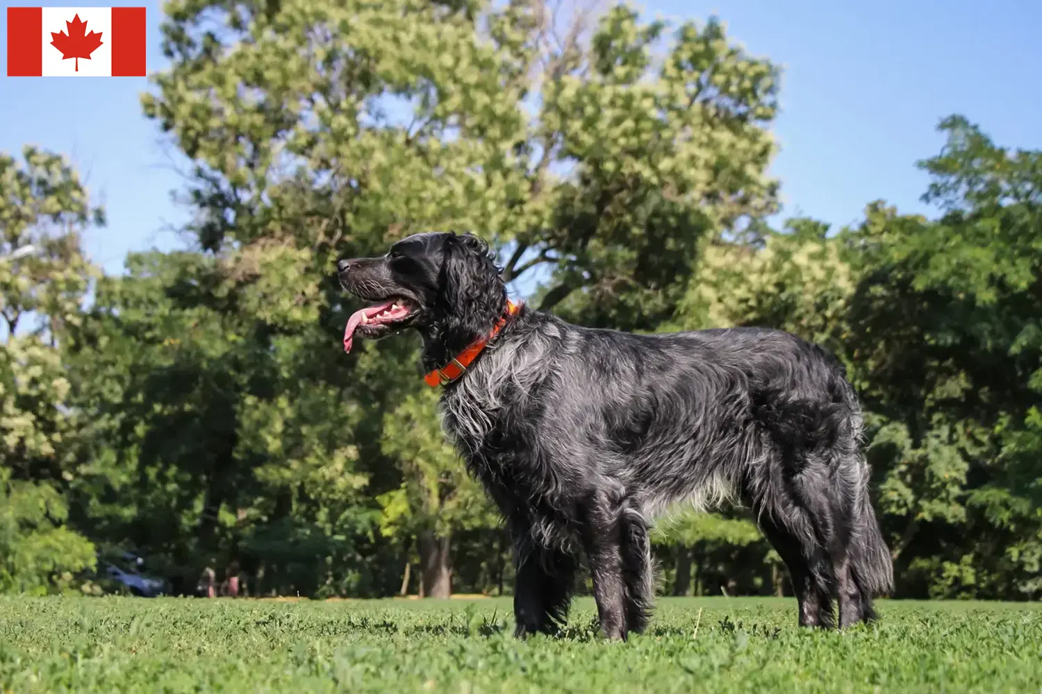 Epagneul Bleu de Picardie puppies and breeders Canada Here you can find Epagneul Bleu de Picardies breeders in Canada.