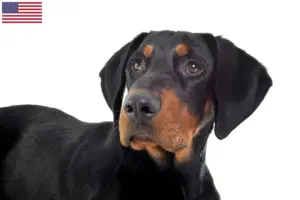 Read more about the article Erdélyi Kopó breeders and puppies in the USA