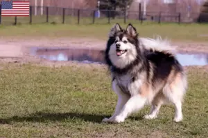 Read more about the article Finnish Lapphund breeders and puppies in the USA