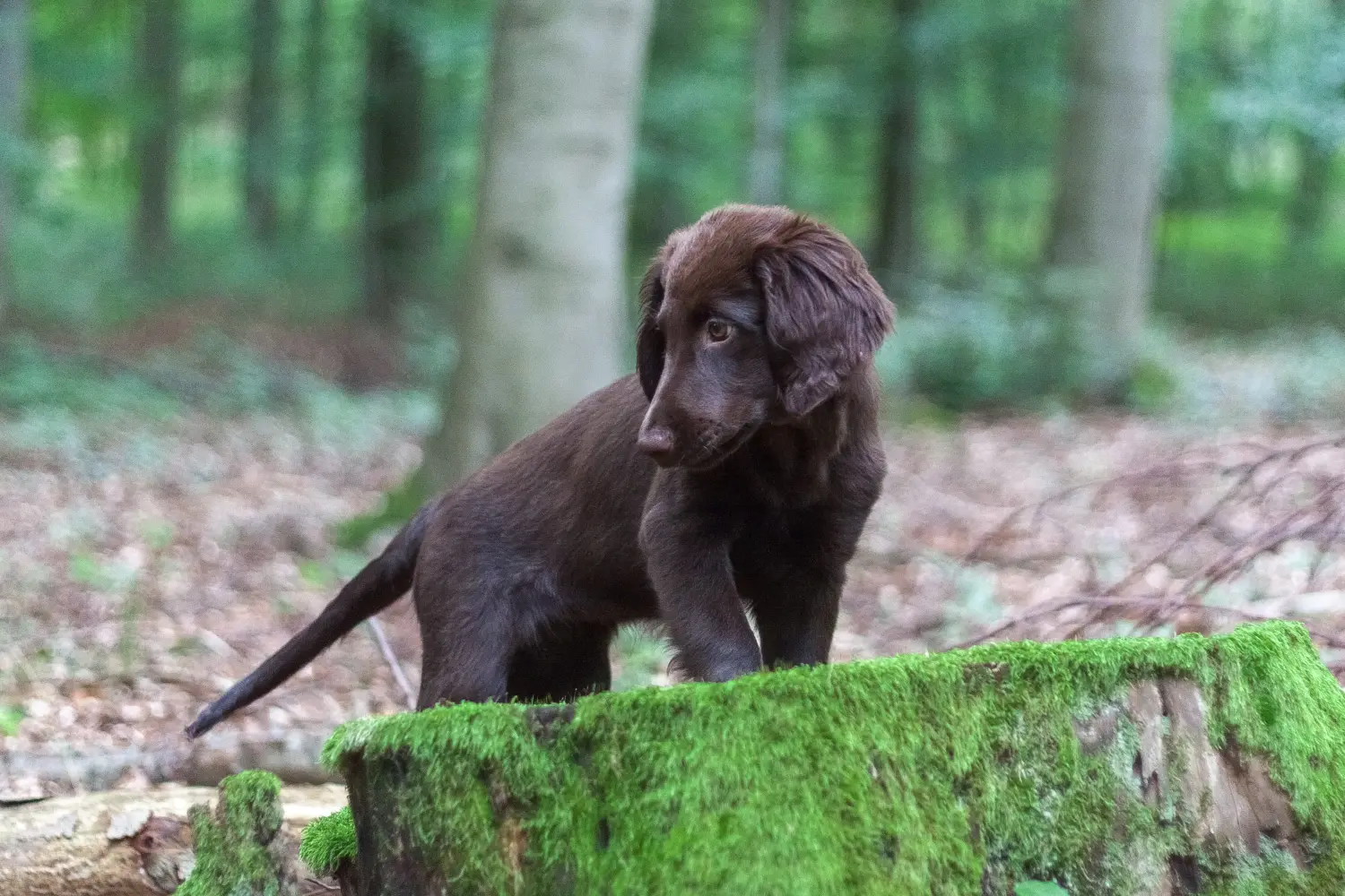Buying a Flat Coated Retriever puppy means taking responsibility! Buy Flat Coated Retriever puppies.