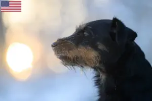 Read more about the article German Hunting Terrier breeders and puppies in the USA