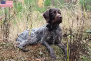 Read more about the article German Wirehair breeders and puppies in the USA