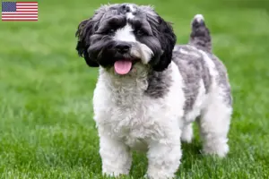 Read more about the article Havapoo breeders and puppies in the USA
