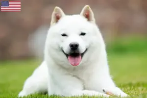 Read more about the article Hokkaido breeders and puppies in the USA