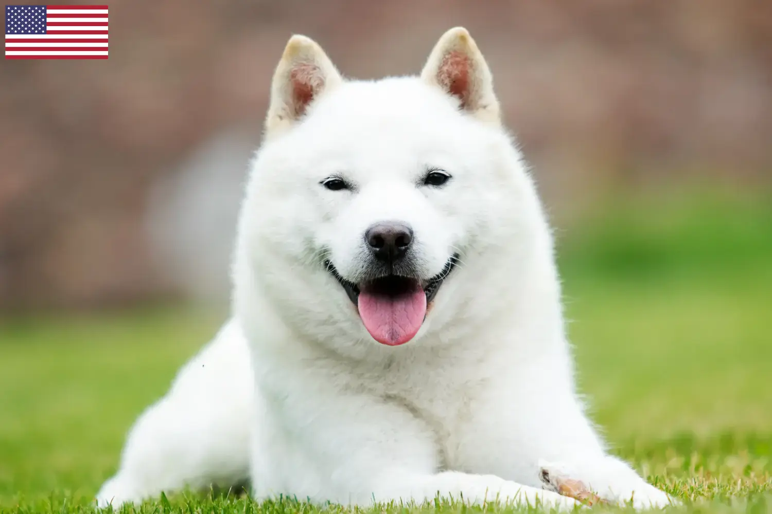 Hokkaido puppies and breeders USA Here you can find Hokkaido growers in the USA.