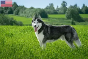 Read more about the article Husky breeders and puppies in the USA